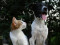 Pet Rabies Vaccine Clinic (Oswego; Registration Required)