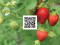 Small Fruits Workshop (Oswego; Registration Required)