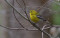 Amboy_4H_bird_song_saunter.jpg
