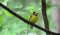 Sterling_Nature_Center_warbler_walk.jpg