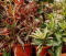 Plant Sale at the Schroeppel Historical Society