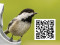 Chickadee Kids (Amboy)