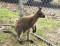 Special Appearance of Mac the Wallaby (Hannibal)