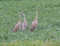 Sandhill Cranes Talk with Fred Leff (Sterling)