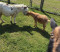 Goat Yoga Fundraiser (Phoenix)