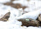 Rice Creek at CMOO: Winter Animal Adaptations