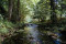 Stream Safari (Amboy; Registration Requested)