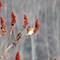 Bluebirds_STerling_Nature_Center.jpg