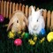 Fulton_Egg_hunt_.jpg
