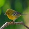 Pine_Warbler_4H.jpg