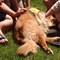 SUNY_Oswego_Destress_3-e1431788800695.jpg