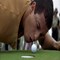 brick_bar_golf_tourney.jpg