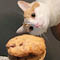 Cats, Cuddles, and Cookies with the SPCA