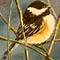 Chickadee Painting Class (Oswego)