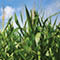 Field Tile Drainage Workshop for Farmers (Mexico; Registration Required)