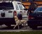 k9_Phillip.jpg