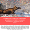moosestory.png
