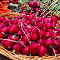 Richland Farmers Market