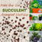 Succulent Arrangement Workshop
