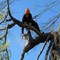 tree-pruning1.jpg