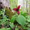 wildflower_walk_sterling.jpg