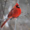 Wildlife in Winter (Lysander)