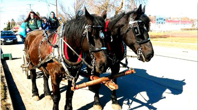 Horses 03