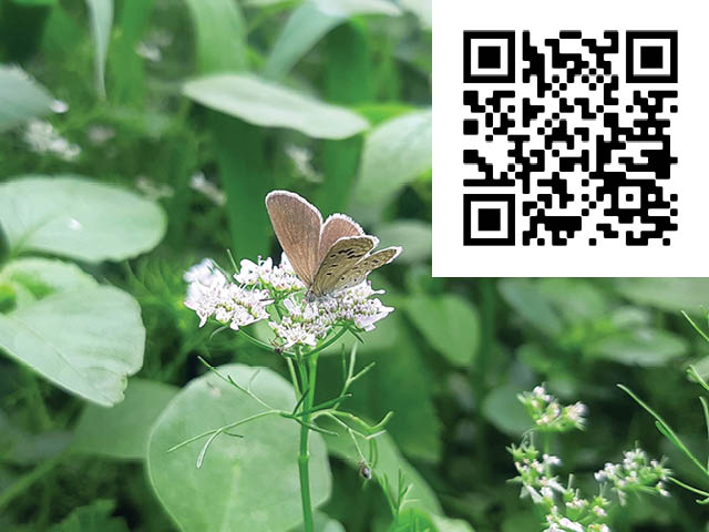 A moth on a flower. A QR code is overlaid on the upper righthand corner of the photograph.