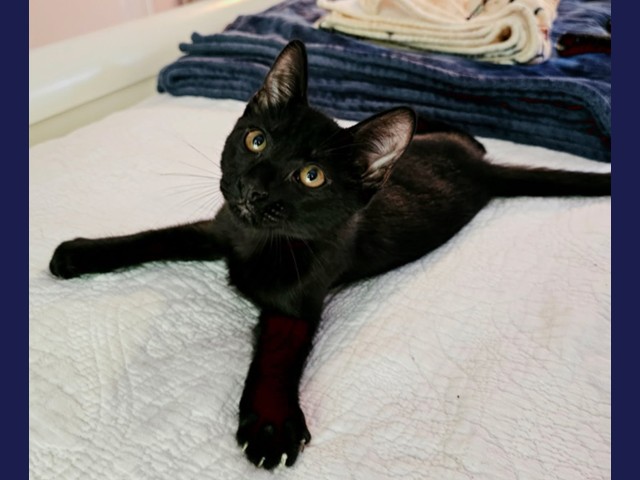 Bruce Banner: Pet of the Week