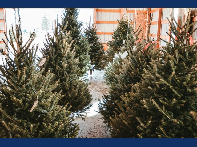 Embrace the Magic of the Holiday Season with a Local Christmas Tree  