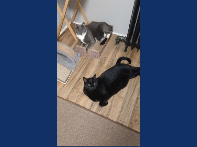 Pets of the Week: Hyde and Seeke