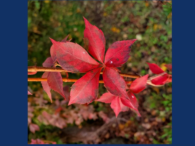 leaf fall 2025
