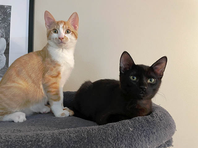 A white and orange cat next to a black cat