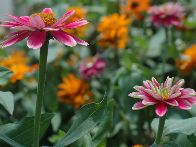 opl master gardener pat main july 10 color your garden 7.8.2025