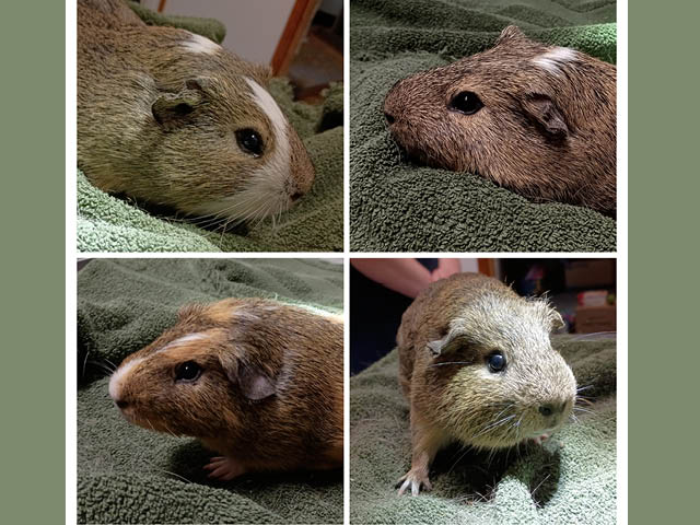 Four guinea pigs