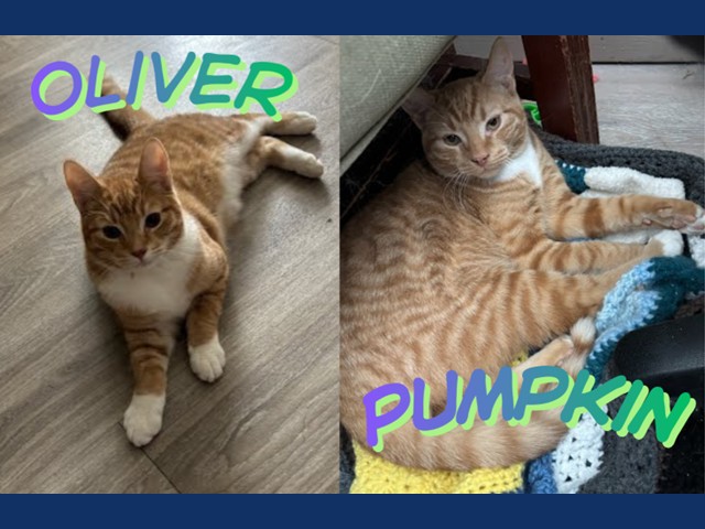 Oliver and Pumpkin: Pets of the Week