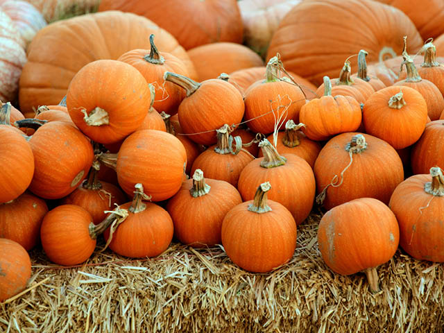 Pumpkins piled on a bale of hay