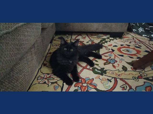 Raven: Pet of the Week