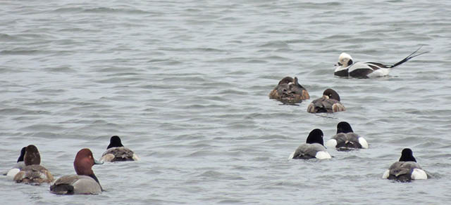 arctic sea ducks field notes brad gibson 1.16.2026