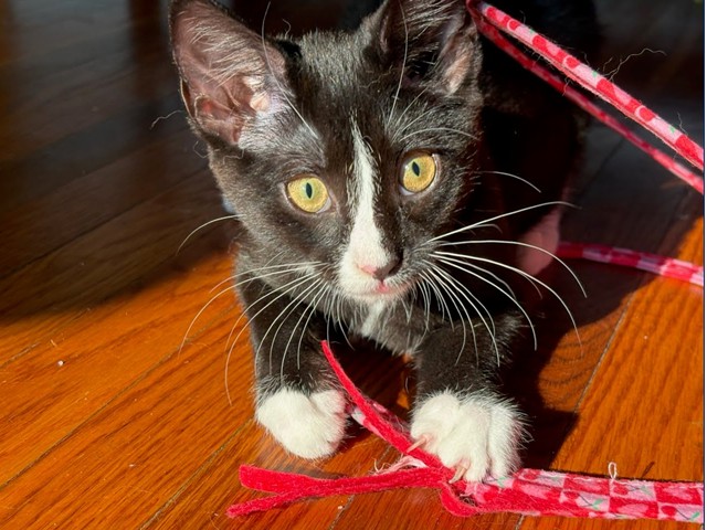 Baked Bean : Pet of the Week