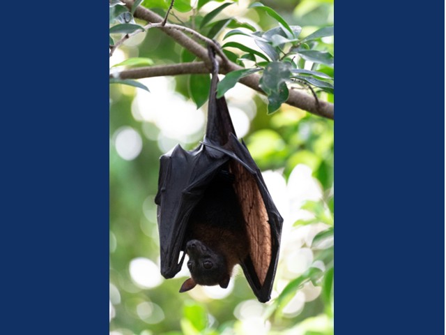  Stay Alert Around Bats and Wildlife to Help Prevent Rabies