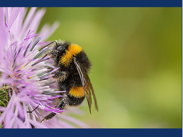 Independence Trail Cleanup Celebrates Endangered Species Day May 15