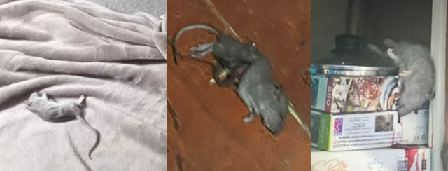 country haven rats inset 5.12.2026
