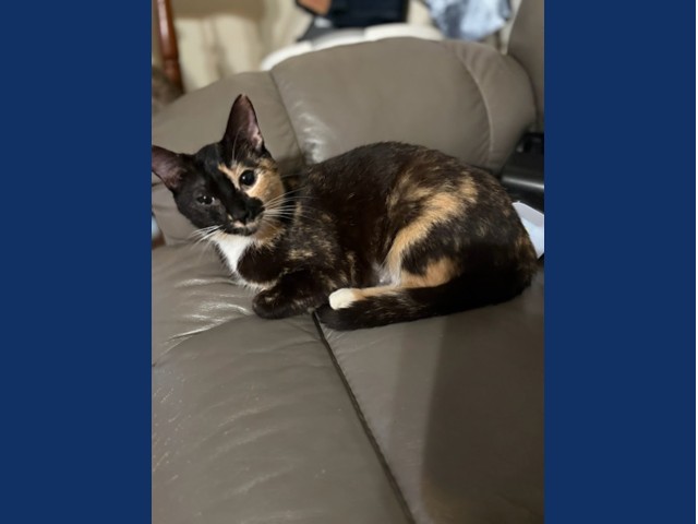 tortoiseshell slender kitten lying on a gray sofa 