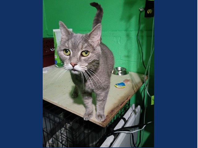 Hecate: Pet of the Week