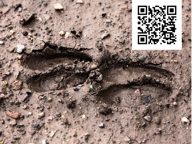 hooves in forest
