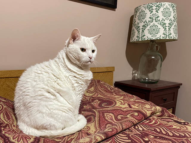 Iladora: Oswego County Humane Society Pet of the Week