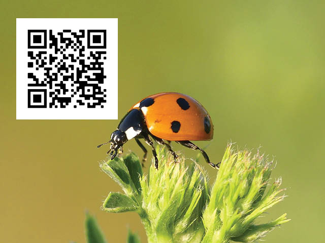Insectaganza to Be Held at Amboy 4-H Environmental Education Center