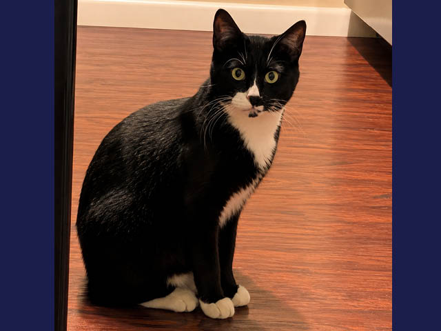 Licorice: Oswego County Humane Society Pet of the Week