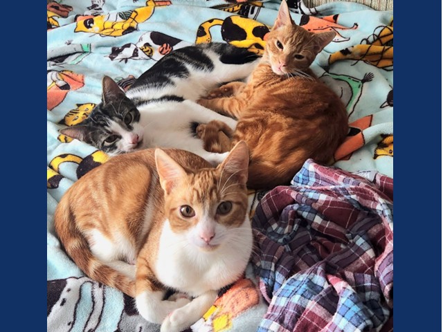 Three kittens laying on a colorful blanket together. One orange with white from nose through chest area, one orange tabby, on with black patches on back and head with white on chest and belly.